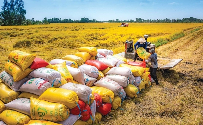 Xuất khẩu gạo gặp khó trong quý 3 năm 2025