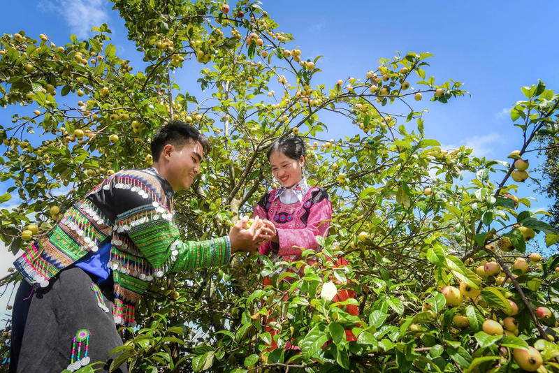 Hiện nay, giá trị của Sơn Tra chưa tương xứng với tiềm năng vốn có.