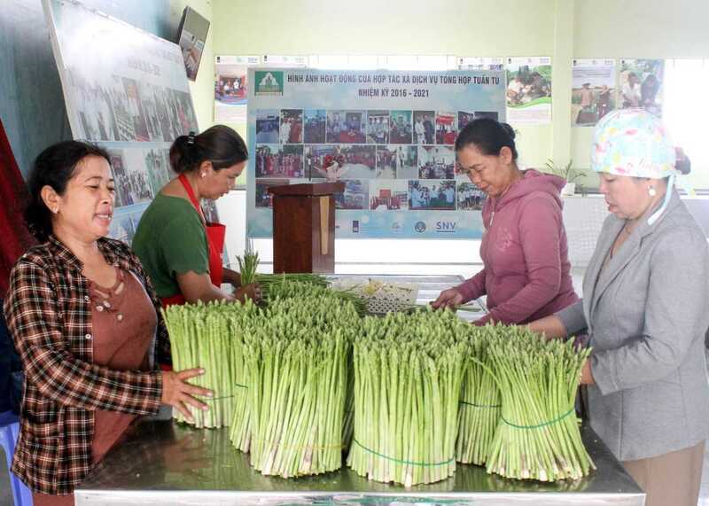 Cây măng tây có giá trị cao trên thị trường (Ảnh: Thái Sơn Ngọc)