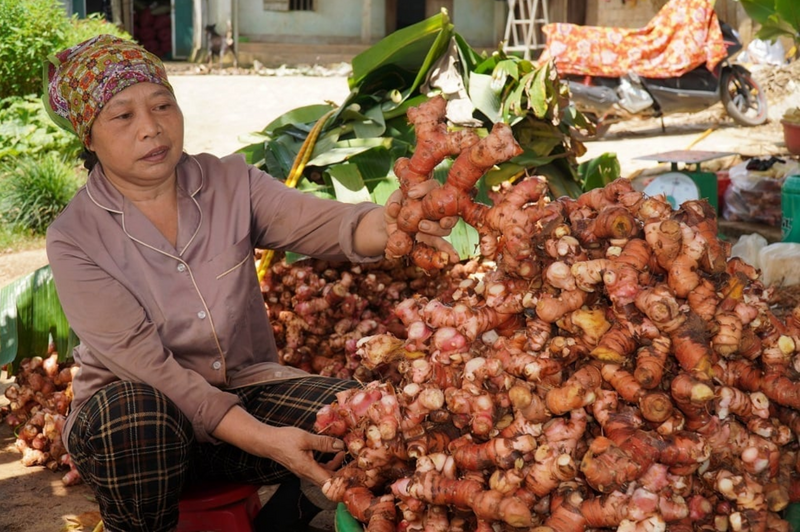 Mô hình trồng riềng đang trở thành niềm hy vọng cho công cuộc xóa đói giảm nghèo tại Thanh Hóa. Ảnh: Thu Thủy