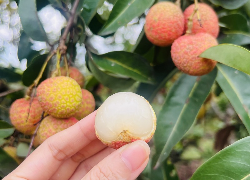 Hơn 205 nghìn tấn vải thiều được tiêu thụ năm 2025, Bắc Ninh tiếp tục hướng tới mở rộng xuất khẩu sang nhiều thị trường tiềm năng. Ảnh: Thanh Thảo