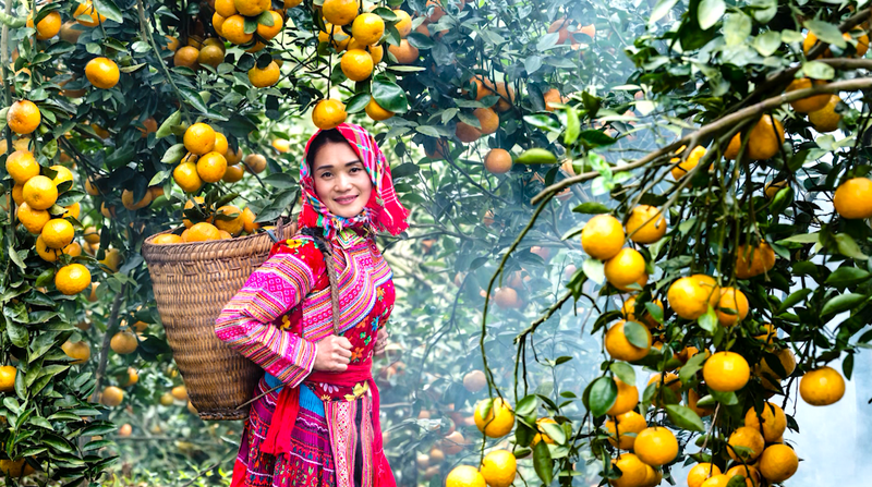 Cam sành Tuyên Quang là một trong những nông sản có giá trị và thương hiệu cao tại địa phương. Ảnh: Ban Tuyên giáo và Dân vận tỉnh Tuyên Quang
