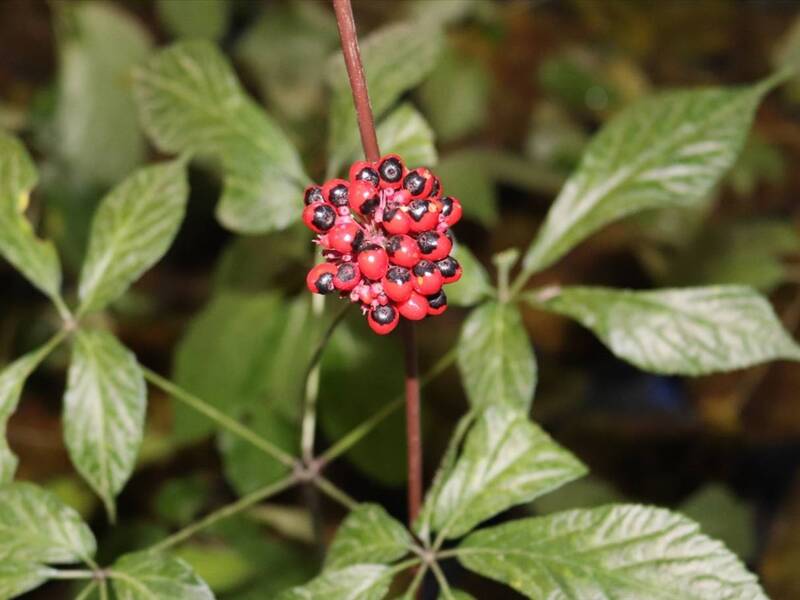 Sâm là dược liệu quý của Lai Châu (Ảnh minh hoạ)