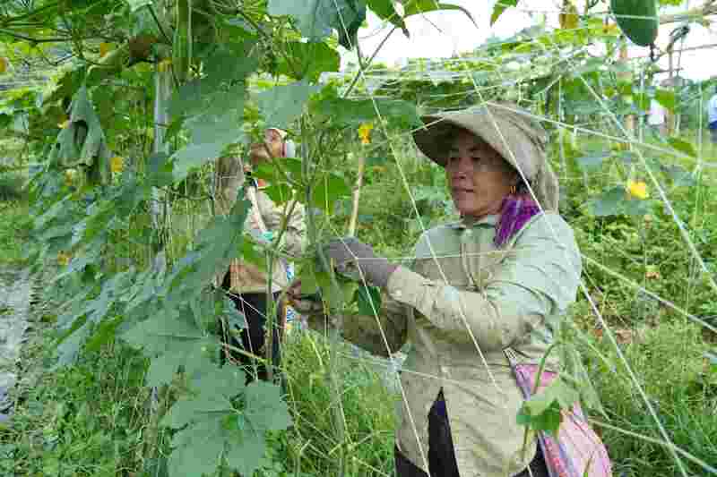 Trồng bí xanh tại Nậm Hàng