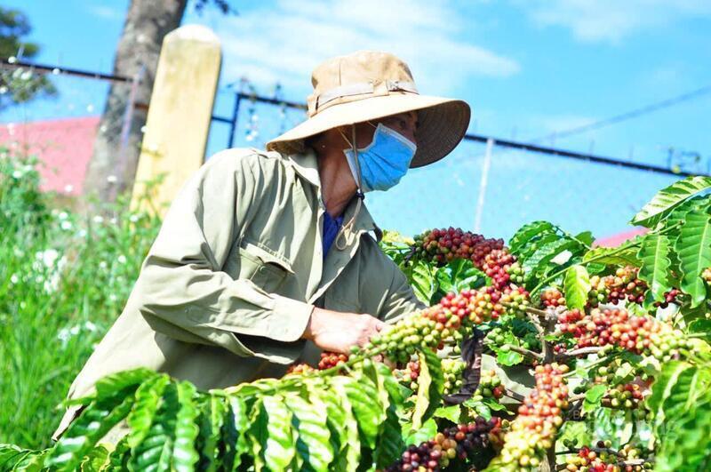 Giá cà phê Arabica tăng tới 3% lên mức 8.484 USD/tấn. Ảnh minh hoạ