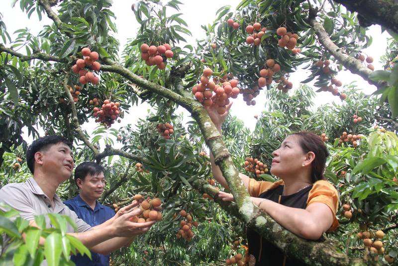 Khách tham quan có cơ hội trải nghiệm, hái quả ngay tại vườn tại HTX Nông nghiệp và Du lịch Thanh Hải. Ảnh: HTX Thanh Hải