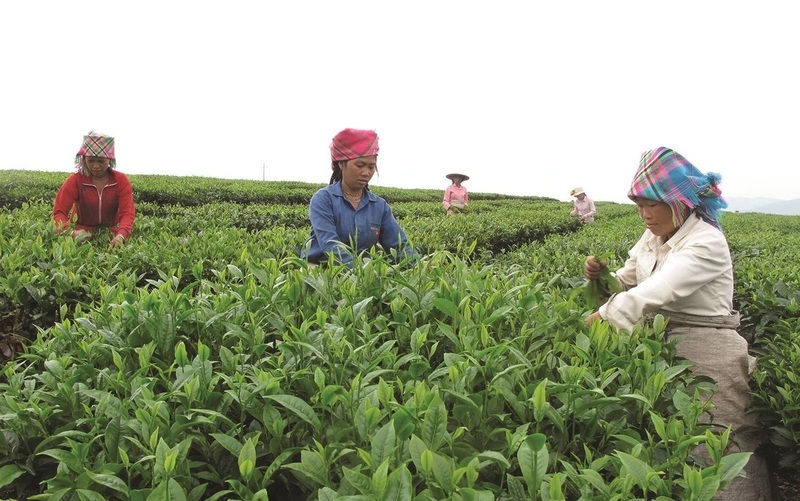 Tỷ lệ hộ nghèo tỉnh Lai Châu giảm bình quân 4,3%/năm. Ảnh: Tiến Anh