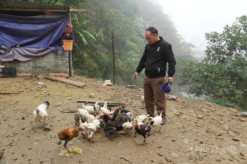 Ông Giàng A Vành đã thoát nghèo, có 'của ăn của để' nhờ vật nuôi bản địa