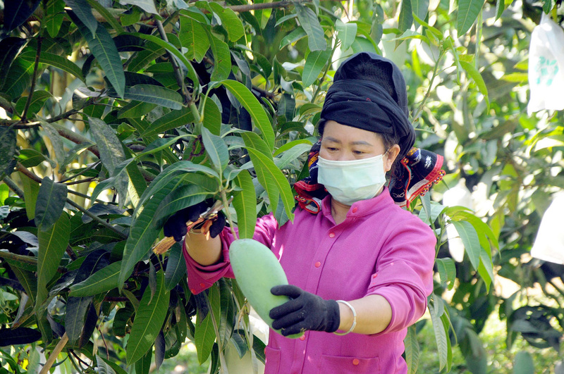 Sản phẩm của Sơn La không chỉ đáp ứng yêu cầu về vệ sinh an toàn thực phẩm mà còn có tính cạnh tranh cao trên thị trường (Ảnh: Lê Nga)