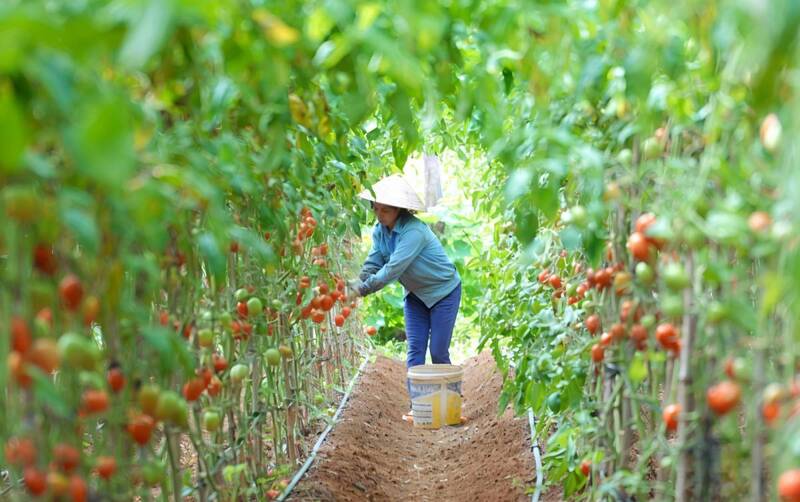 Liên kết chuỗi đã mang lại kết quả khả quan cho người dân (Ảnh: Quốc Huy)