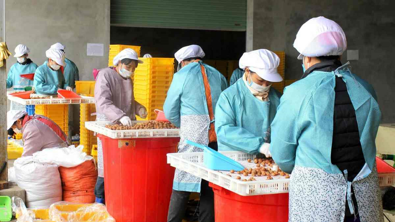 Các công nhân sơ chế mơ tại Công ty TNHH Việt Nam MISAKI. Ảnh: Thu Cúc