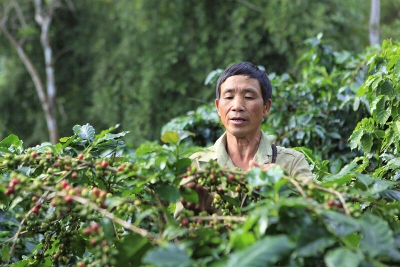 Cà phê Mường Ảng là cây trồng chủ lực trên địa bàn Điện Biên (Ảnh: TTXVN)