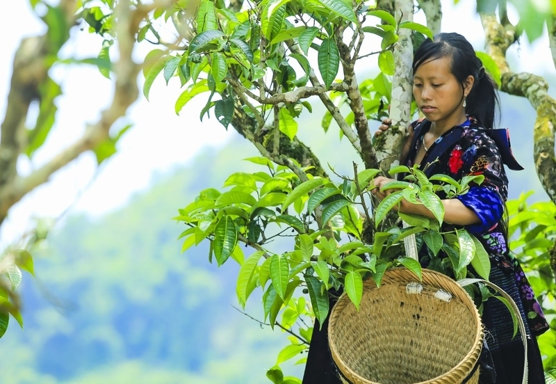 Những cây chè Shan tuyết cổ thụ hàng trăm năm tuổi mọc trên núi cao, quanh năm mây phủ, là báu vật thiên nhiên (Ảnh: TTXVN)