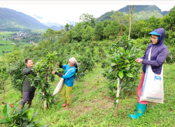 Người dân Đồng Phúc trồng mới chè Shan tuyết nhằm bảo tồn giống chè quý. Ảnh: Báo Thái Nguyên