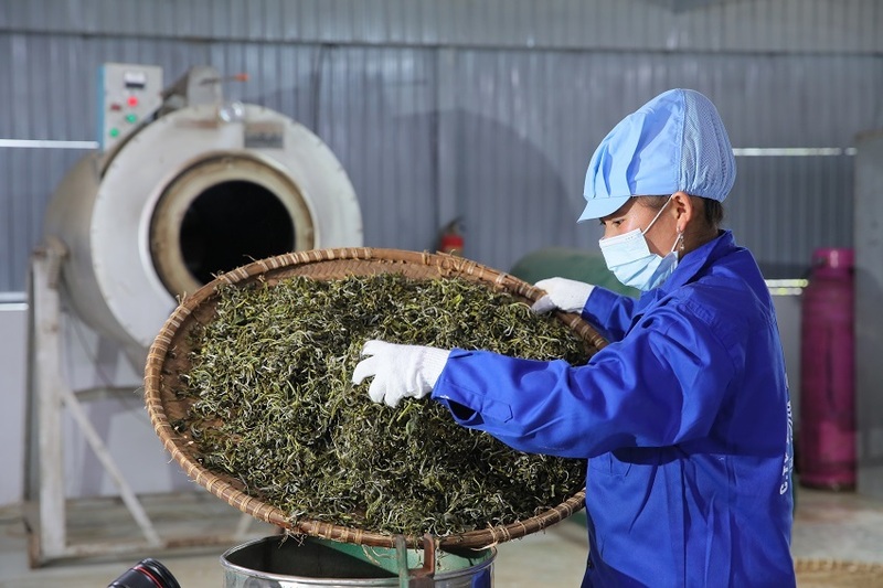 Thành lập hợp tác xã để liên kết cung, cầu và chế biến sâu sản phẩm cũng giúp người dân Đồng Phúc tăng giá trị sản phẩm chè. Ảnh minh hoạ