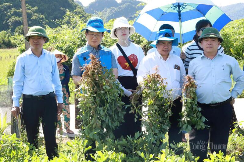 Giống lạc thương phẩm hứa hẹn sẽ mang lại chất lượng và hiệu quả cao cho người nông dân