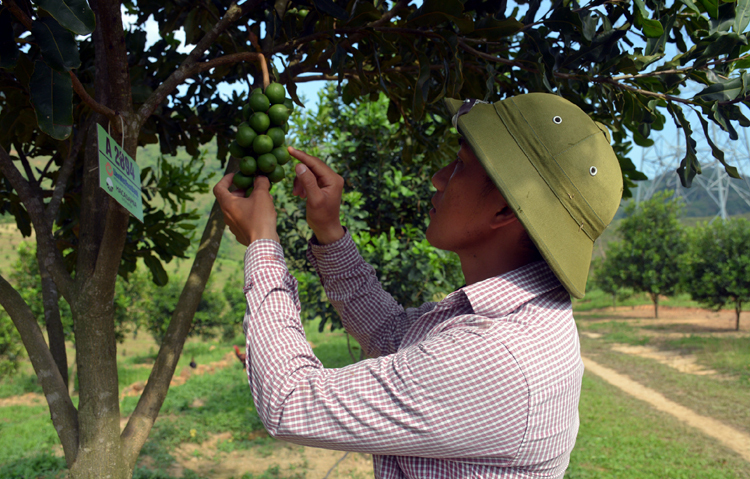 Mắc ca là cây giảm nghèo ở xã Tuần Giáo