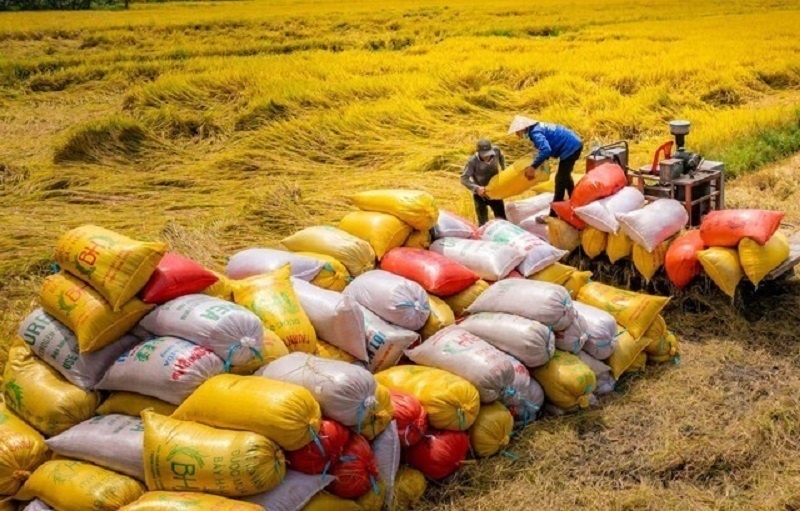 Theo Cục Trồng trọt và Bảo vệ thực vật, 4 tháng cuối năm sản lượng lúa dự kiến đạt thêm 13,8 triệu tấn, trong đó vụ thu đông riêng Đồng bằng sông Cửu Long đóng góp khoảng 6 triệu tấn, lợi thế đặc thù mà các nước trong khu vực không có.