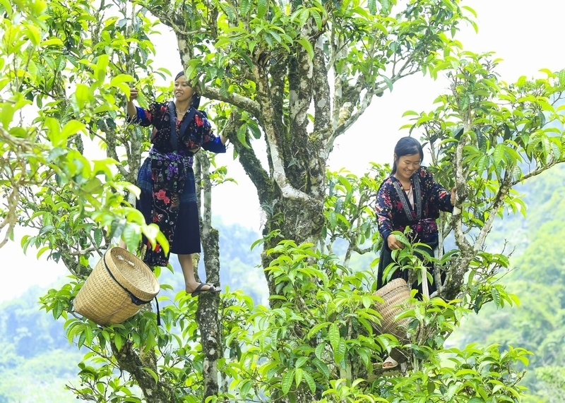Giống chè Shan Tuyết cổ thụ đã trở thành đặc sản, mang lại nguồn thu ổn định cho đồng bào Mông.