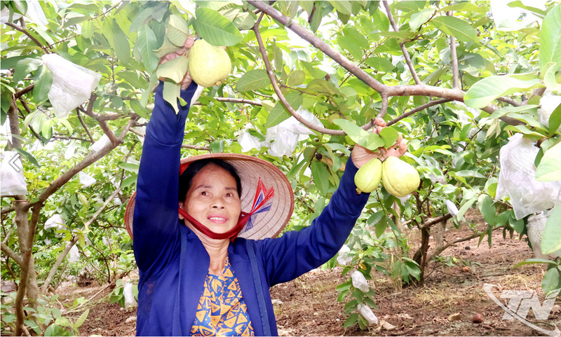 Người dân Linh Sơn cải thiện thu nhập từ quả ổi. Ảnh: Báo Thái Nguyên
