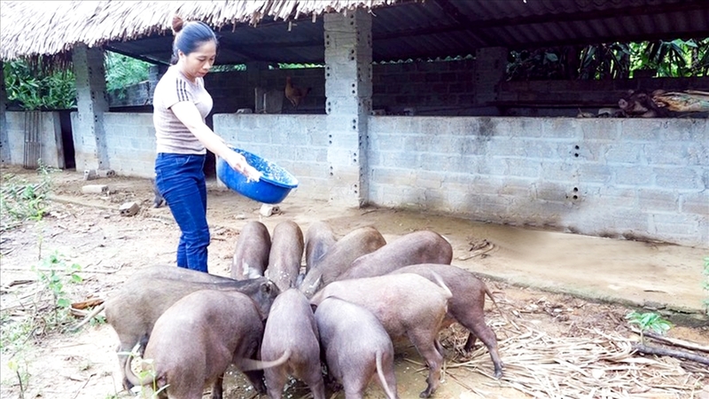 Phát triển chăn nuôi tại xã Phú Lương