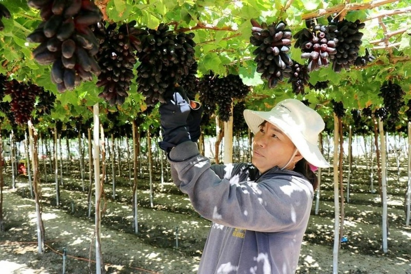 Người dân Khánh Hòa thu hoạch nho. Ảnh: Bộ KH&CN