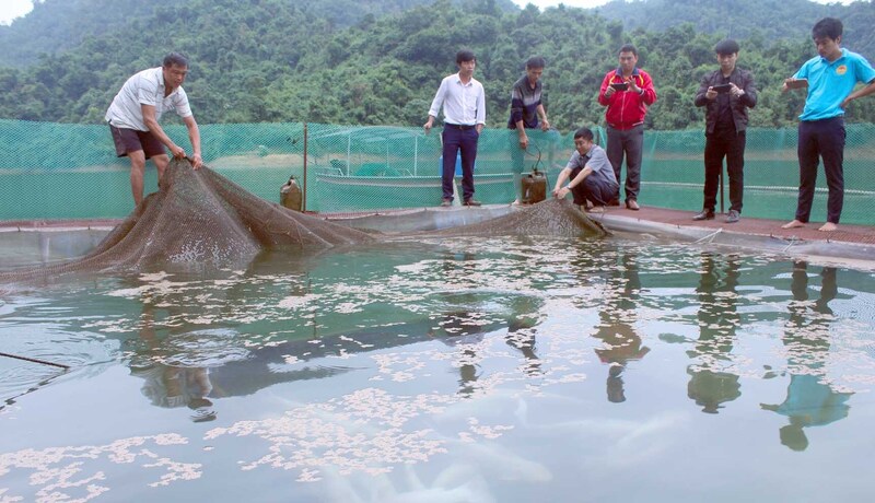 Hiện xã Nậm Mạ đang duy trì trên 100 lồng cá trên lòng hồ thủy điện. Ảnh: Bùi Chiến