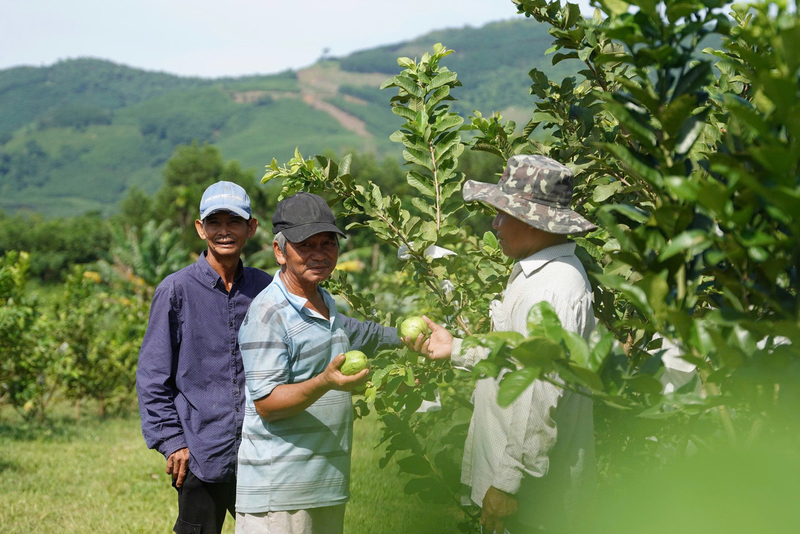 Không chỉ làm giàu cho chính mình, mà nhiều hộ đi trước còn giúp cộng đồng cùng phát triển, vươn lên thoát nghèo. Ảnh: N.Toàn