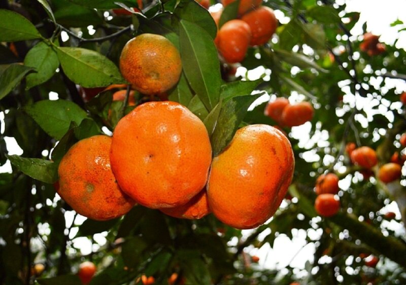 Chỉ dẫn địa lý Cam Văn Chấn mang lại giá trị cao cho sản phẩm