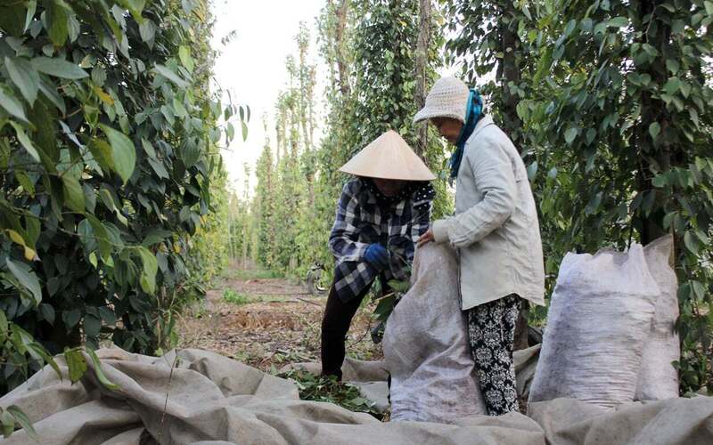 Người dân thu hái hồ tiêu sạch ở xã Lâm San