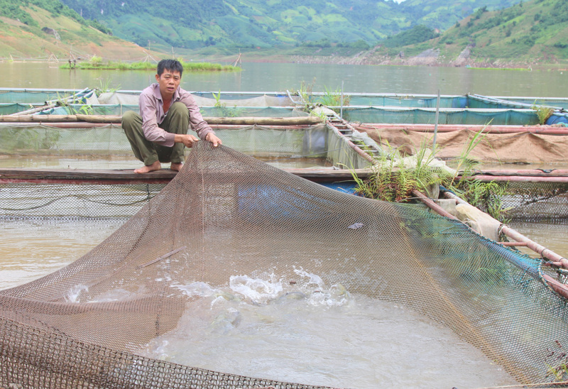 Người dân bản Sông Đà, xã Nậm Mạ chăm sóc cá lồng trên lòng hồ thủy điện. Ảnh: Vương Trang