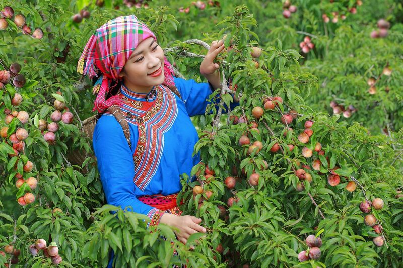 Mận Bắc Hà mang lại giá trị cao cho bà con địa phương