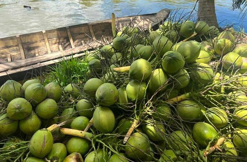 Dừa nội địa cháy hàng, Việt Nam nhập khẩu tăng 1.873%. Ảnh minh hoạ