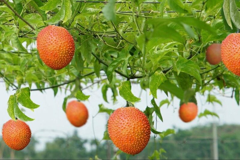 Quả gấc giúp nhiều nông dân thoát nghèo