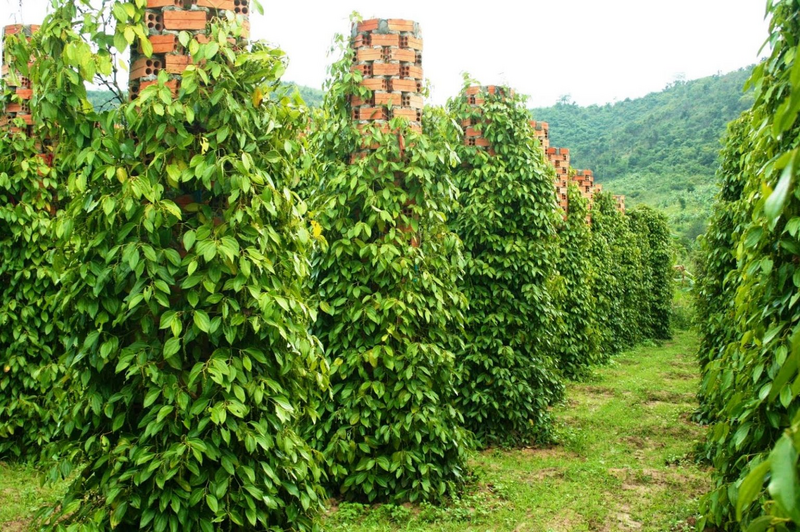 Nhờ có hợp tác xã và doanh nghiệp bao tiêu đầu ra, người nông dân đã không còn nỗi lo “được mùa mất giá”. Ảnh: Báo Chính phủ