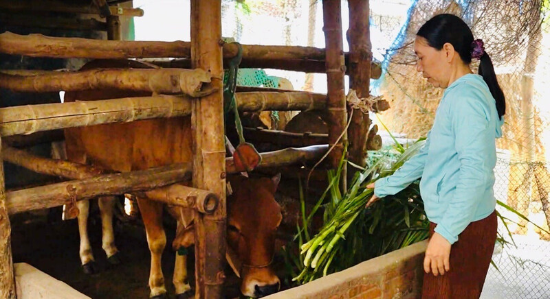 Gia đình bà Phạm Thị Nga thoát nghèo từ một con bò cái được trao cách đây hơn 3 năm. Ảnh: Ngọc Toàn