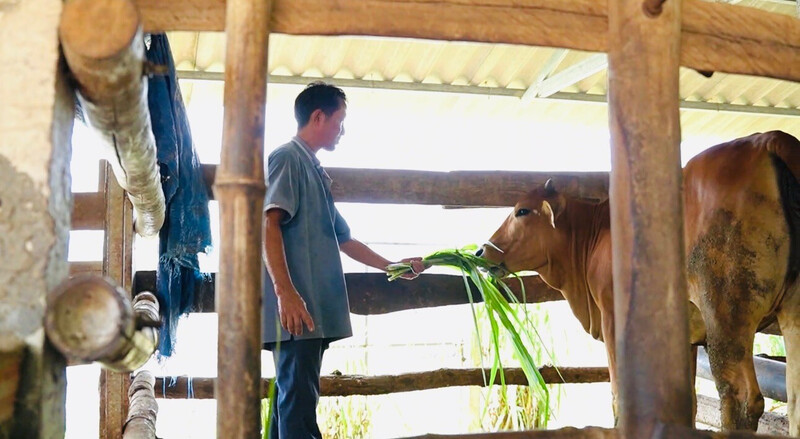 Con bò cái gia đình bà Nga đã được tặng lại cho gia đình ông Trần Đức Thông. Ảnh: Ngọc Toàn