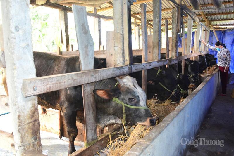 Thời gian qua, công tác giảm nghèo, phát triển vùng đồng bào dân tộc thiểu số ở Quảng Ngãi đạt nhiều kết quả tích cực