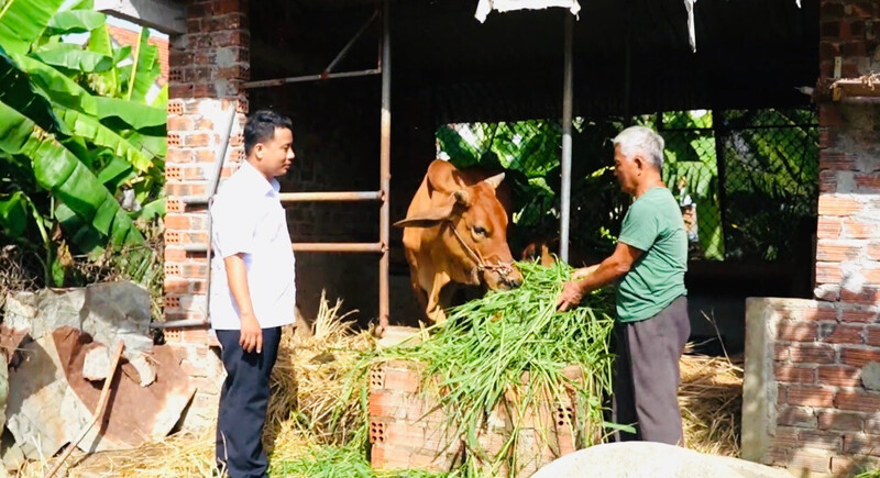 Sau 24 năm triển khai, từ 255 con bò hỗ trợ ban đầu, số bò của dự án trong toàn dân hiện đã lên đến hơn 2.000 con. Ảnh: Ngọc Toàn