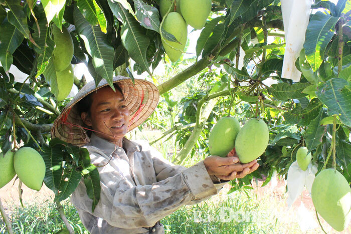 Mạnh dạn chuyển đổi giống cây trồng mang lại thu nhập ổn định cho người nông dân