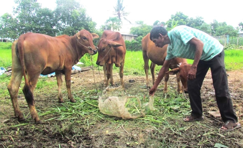 Mô hình nuôi bò vỗ béo giúp bà con nông dân thoát nghèo