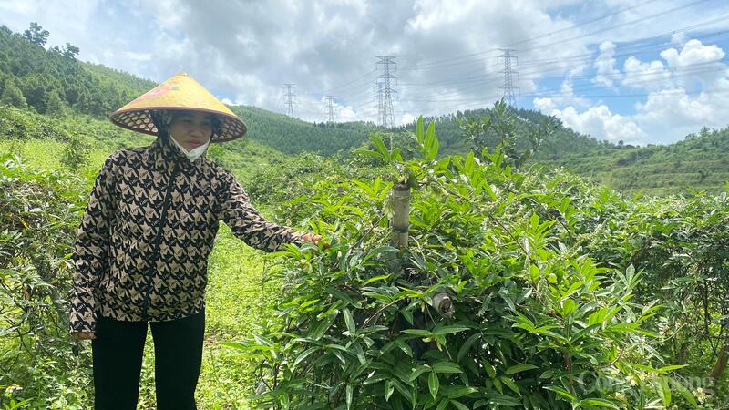 Chị Nguyễn Thị Hiến, ở khu Dọc Mản, phường Bình Khê, tỉnh Quảng Ninh, từ năm 2022 mạnh dạn đưa cây Sâm núi Dành lá nhỏ về địa phương trồng, với mong muốn phát triển sản phẩm OCOP mới cho tỉnh