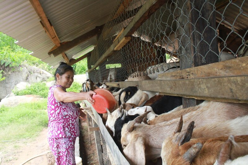 Các hộ gia đình tại Khánh Hòa phát triển mô hình nuôi dê tăng thu nhập.