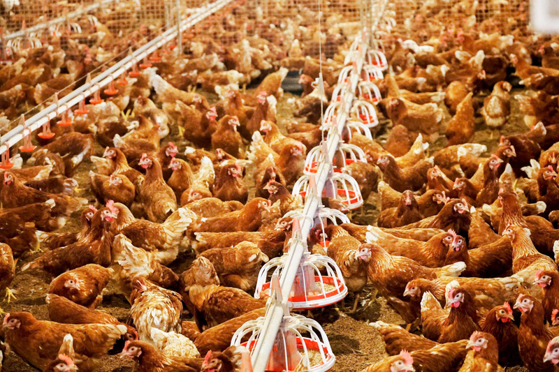 Quy trình nuôi dưỡng được thực hiện nghiêm ngặt, gà được nuôi 16 tuần tuổi và tiêm 18 lần vắc-xin phòng bệnh trước khi lên lồng đẻ