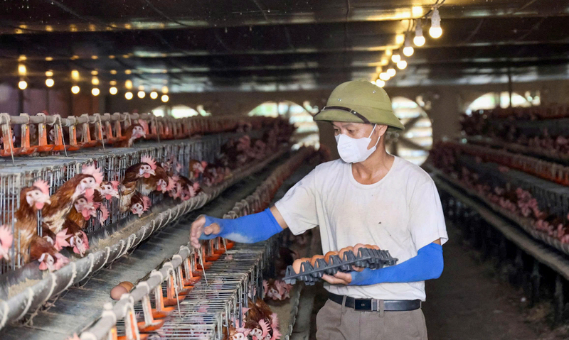 Mỗi ngày, trang trại thu hoạch khoảng 12.000 quả trứng vào lúc 15h, với thời gian thu gom kéo dài hơn 4 tiếng