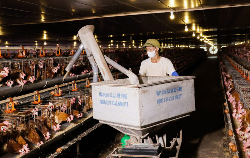 Với giá bán bình quân gần 3.000 đồng/quả, doanh thu hàng ngày đạt 36 triệu đồng