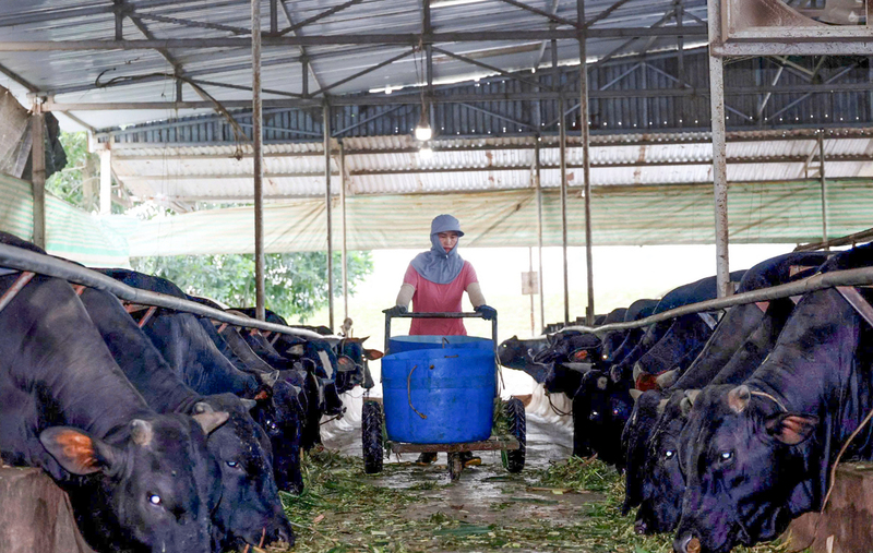 Ngoài ra, trang trại của ông Nguyên còn nuôi thêm 150 bò giống 3B mang về doanh thu hàng trăm triệu đồng mỗi năm