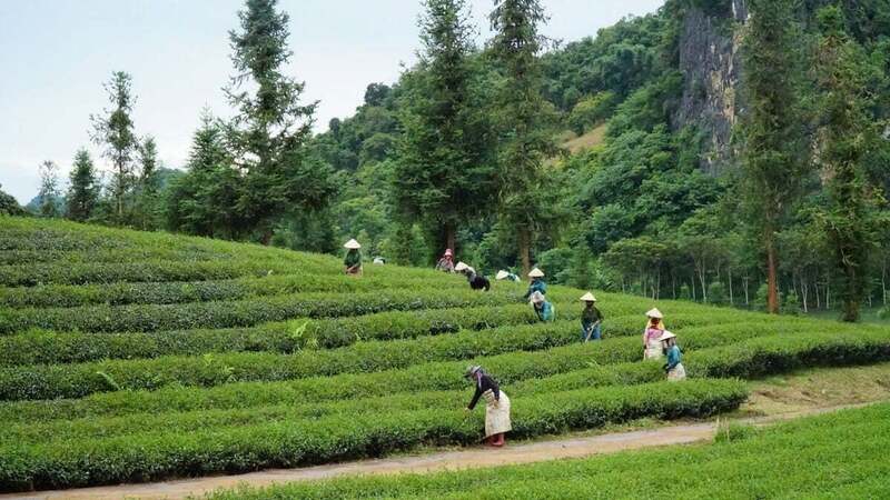 Mô hình nông - lâm kết hợp đang là xu thế phát triển tại các tỉnh Tây Bắc