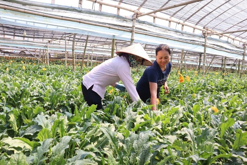Nông nghiệp Hà Nội.