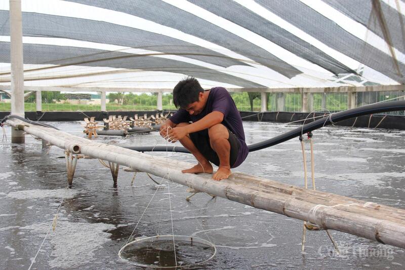 Người dân đã chuyển đổi nuôi tôm công nghệ cao có mái che
